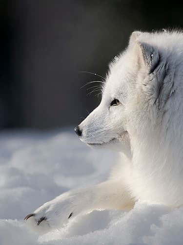 Finland, Ranua Wildlife Park. Dhole, Arctic fox in white winter coat. Animals Print